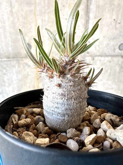 【現品限り】パキポディウム・グラキリス【B73】 Pachypodium gracilius