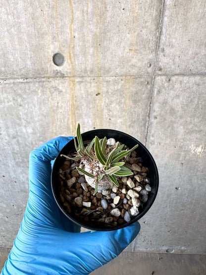【現品限り】パキポディウム・グラキリス【B73】 Pachypodium gracilius