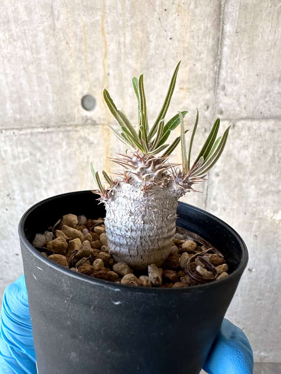 【現品限り】パキポディウム・グラキリス【B73】 Pachypodium gracilius