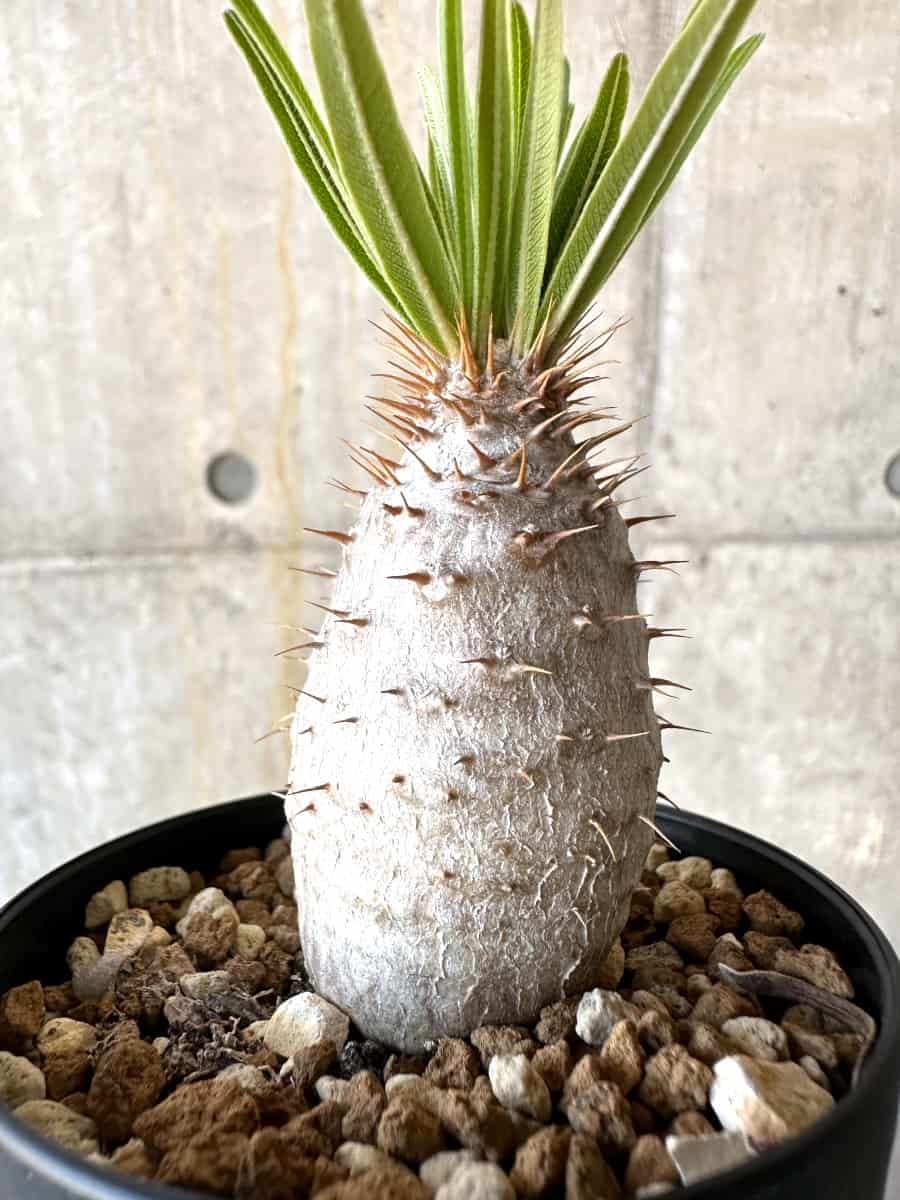 現品限り】パキポディウム・グラキリス【B74】 Pachypodium gracilius
