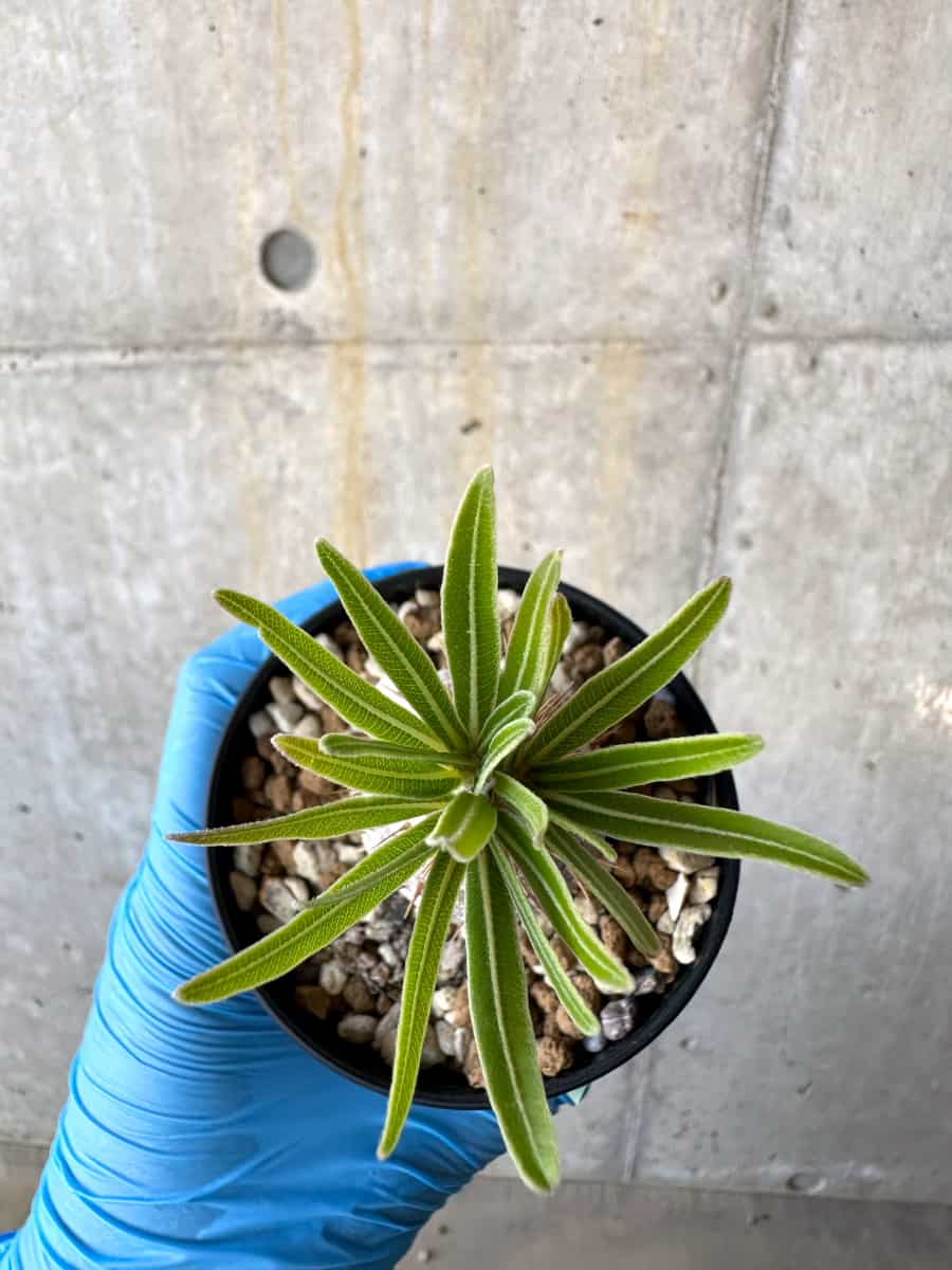 現品限り】パキポディウム・グラキリス【B74】 Pachypodium gracilius