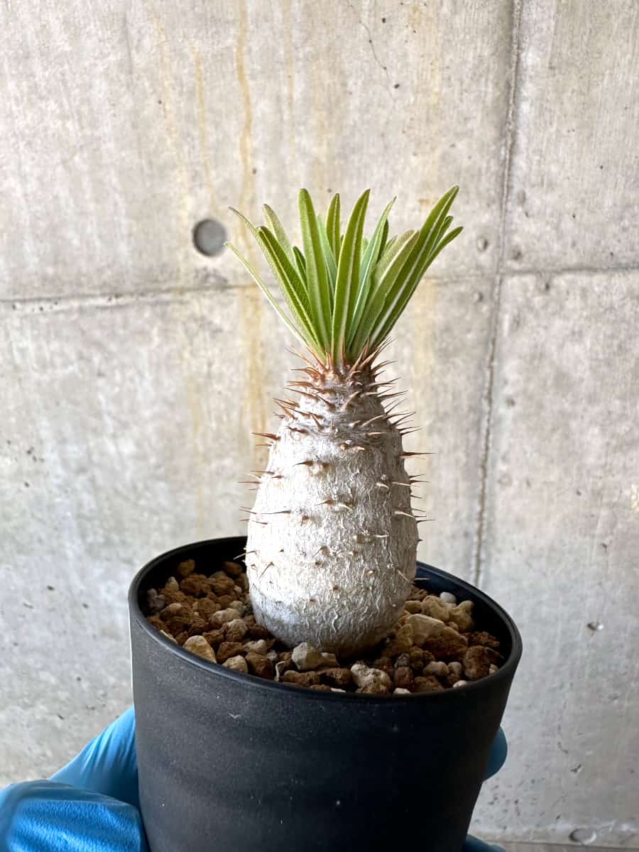 72.パキポディウム グラキリス 現品限り】パキポディウム・グラキリス【B74】 Pachypodium gracilius