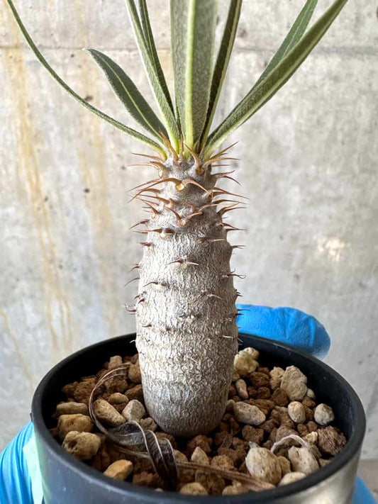 【現品限り】パキポディウム・グラキリス【B7】 Pachypodium gracilius