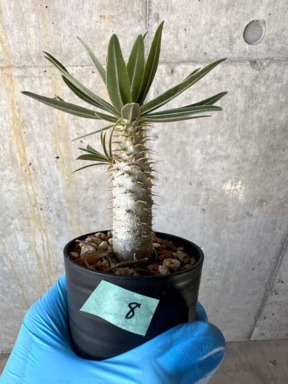 【現品限り】パキポディウム・グラキリス【B8】 Pachypodium gracilius