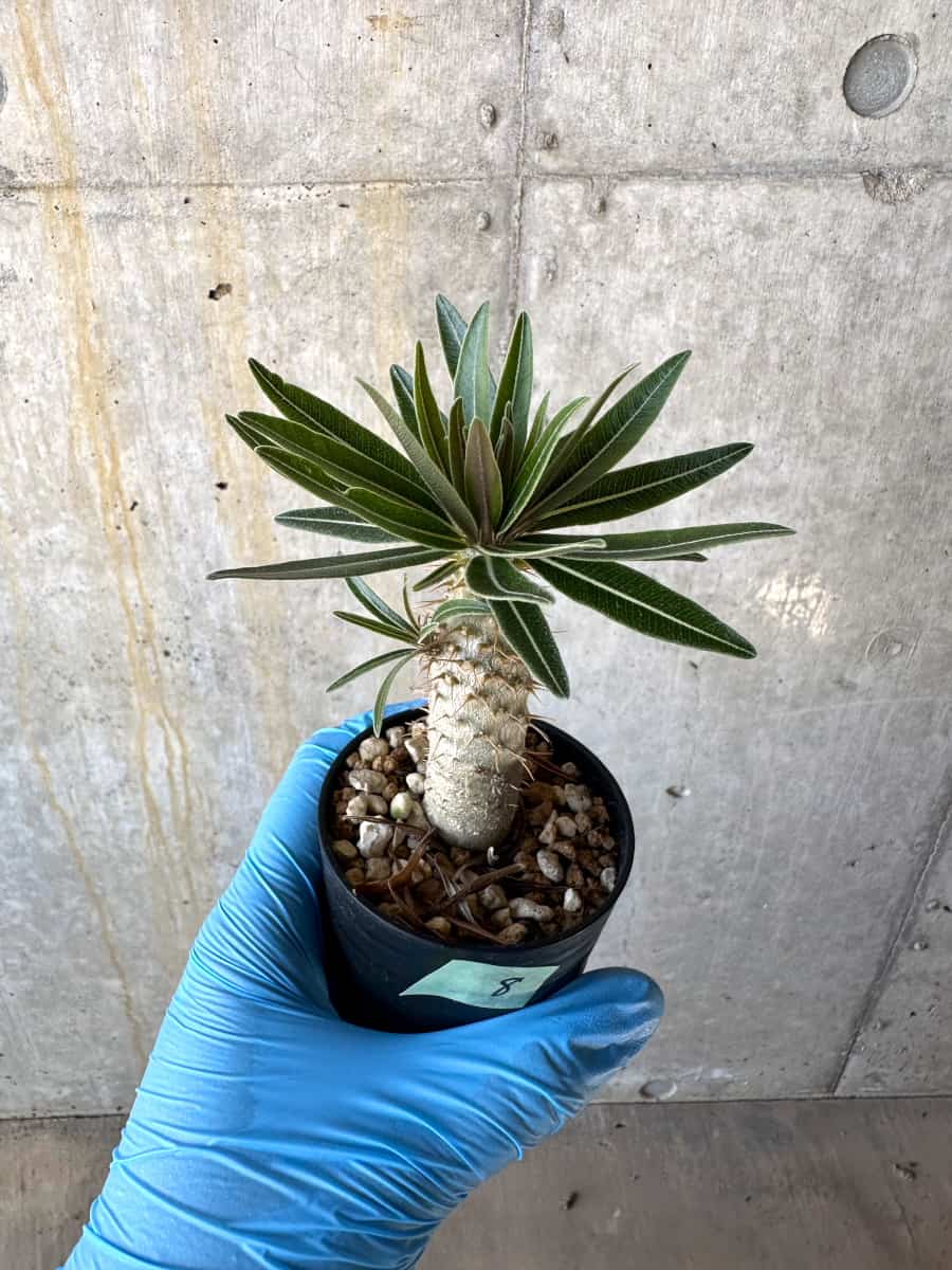 【現品限り】パキポディウム・グラキリス【B8】 Pachypodium gracilius