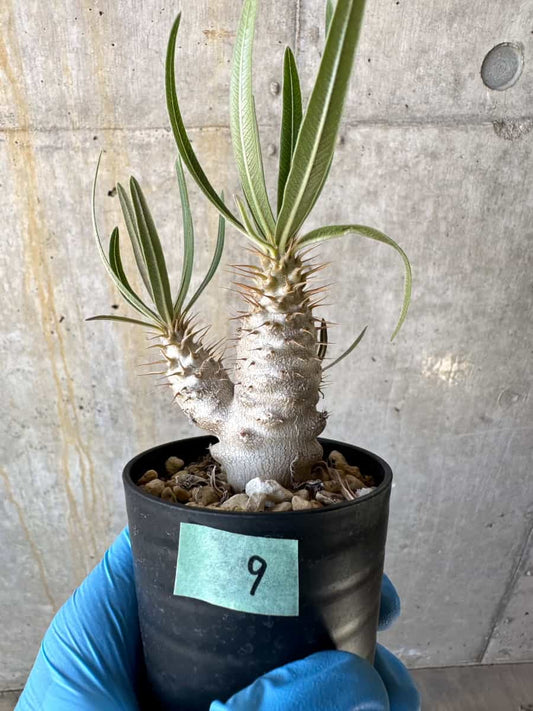 【現品限り】パキポディウム・グラキリス【B9】 Pachypodium gracilius