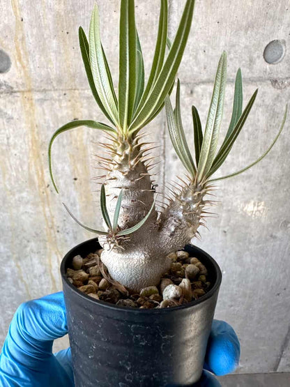 【現品限り】パキポディウム・グラキリス【B9】 Pachypodium gracilius