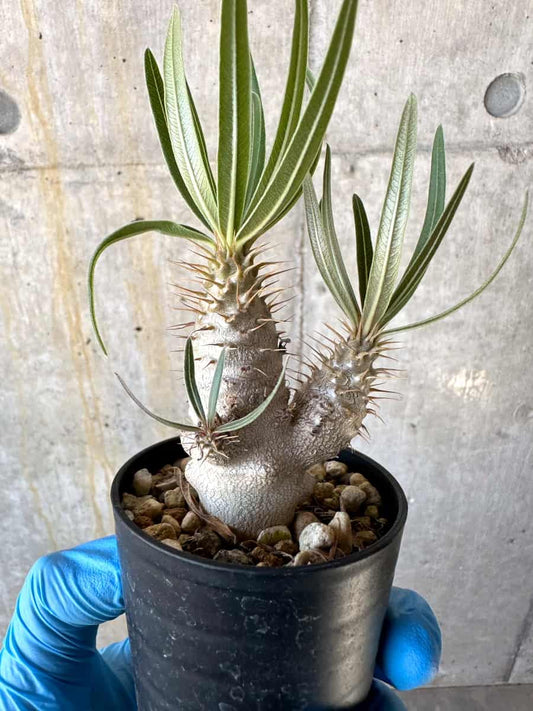 【現品限り】パキポディウム・グラキリス【B9】 Pachypodium gracilius