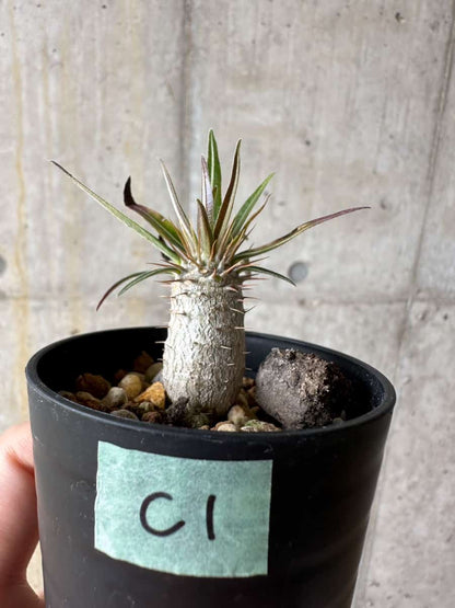 【現品限り】パキポディウム・グラキリス【C1】 Pachypodium gracilius