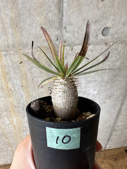 【現品限り】パキポディウム・グラキリス【C10】 Pachypodium gracilius