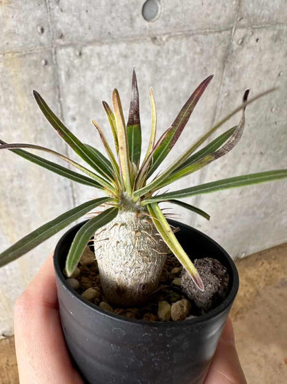 【現品限り】パキポディウム・グラキリス【C10】 Pachypodium gracilius
