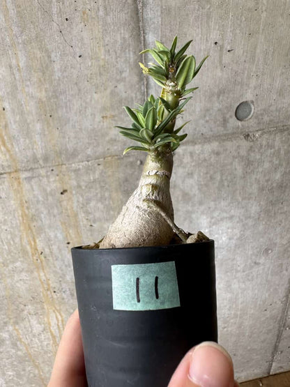 【現品限り】パキポディウム・ビスピノーサム【C11】 Pachypodium bispinosum