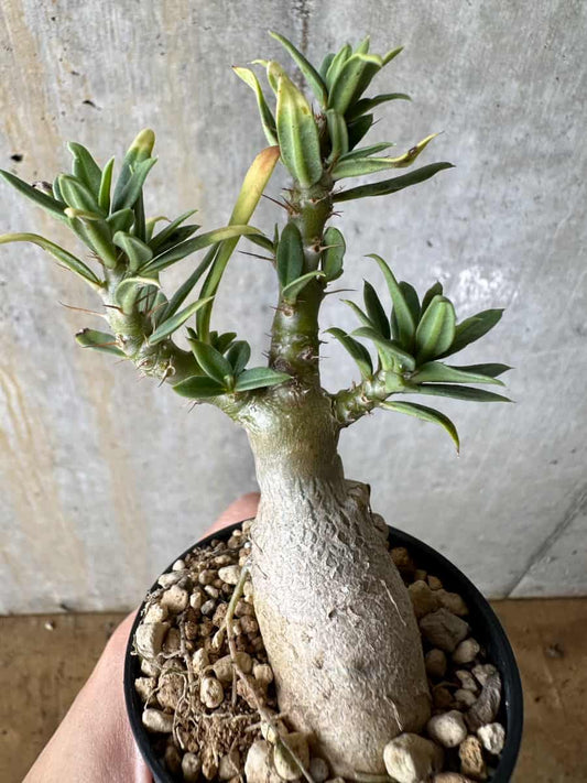 【現品限り】パキポディウム・ビスピノーサム【C11】 Pachypodium bispinosum