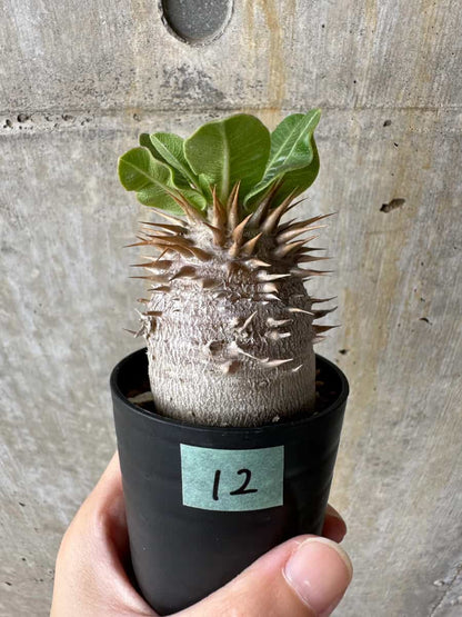 【現品限り】パキポディウム・デンシフローラム【C12】 Pachypodium densiflorum