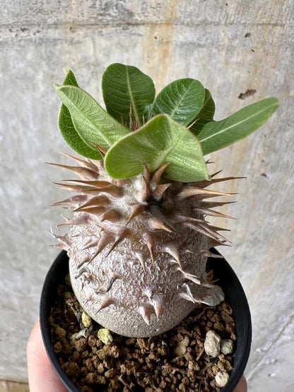 【現品限り】パキポディウム・デンシフローラム【C12】 Pachypodium densiflorum