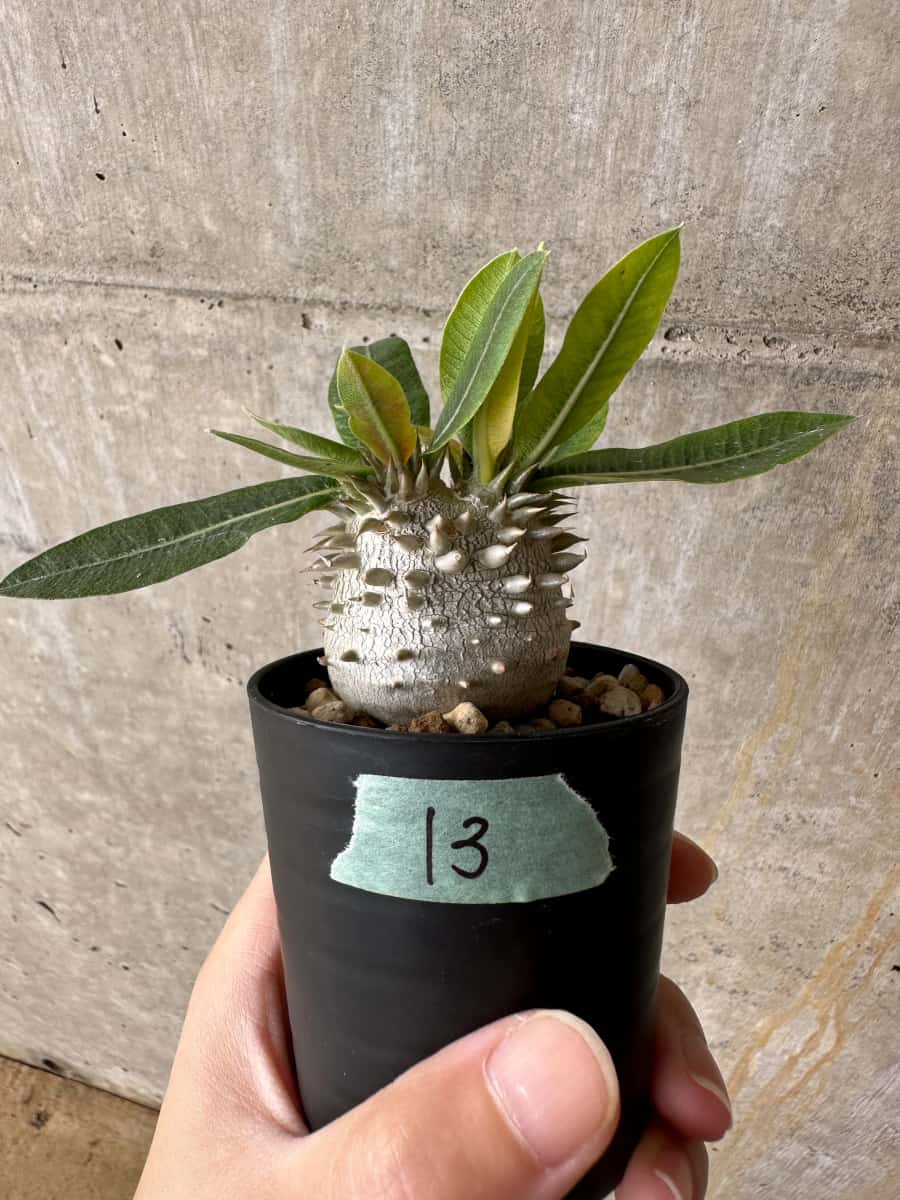 【現品限り】パキポディウム・恵比寿大黒 デンシカウレ【C13】 Pachypodium Densicaule