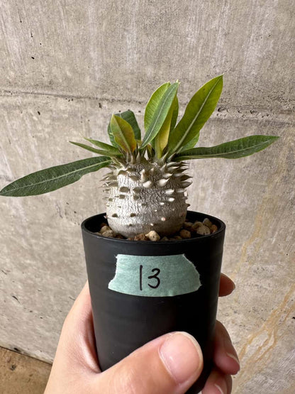【現品限り】パキポディウム・恵比寿大黒 デンシカウレ【C13】 Pachypodium Densicaule
