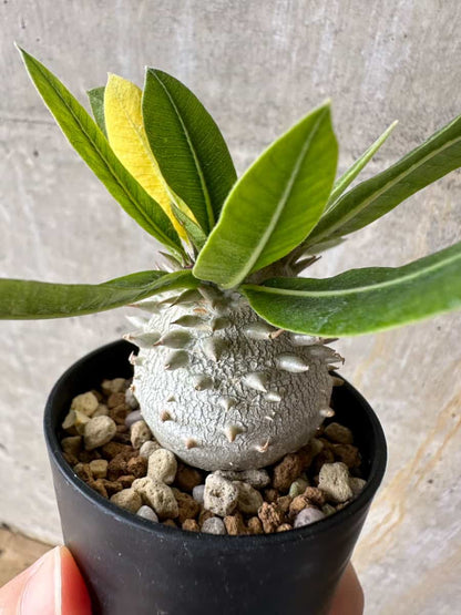 【現品限り】パキポディウム・恵比寿大黒 デンシカウレ【C13】 Pachypodium Densicaule