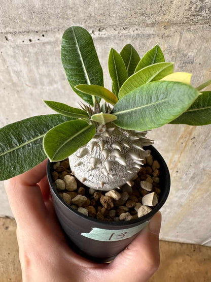 【現品限り】パキポディウム・恵比寿大黒 デンシカウレ【C13】 Pachypodium Densicaule