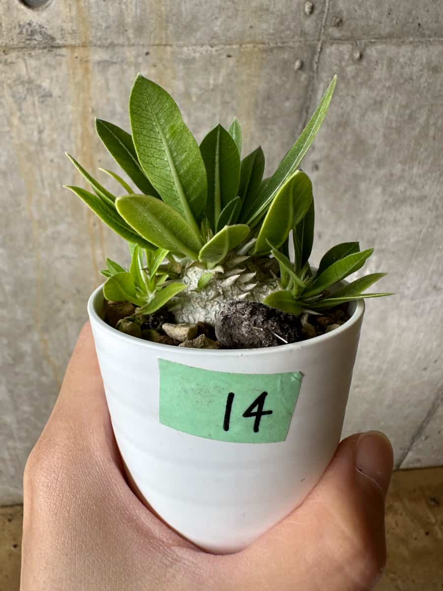 【現品限り】パキポディウム・恵比寿大黒 デンシカウレ【C14】 Pachypodium Densicaule