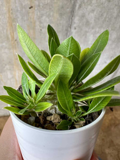 【現品限り】パキポディウム・恵比寿大黒 デンシカウレ【C14】 Pachypodium Densicaule