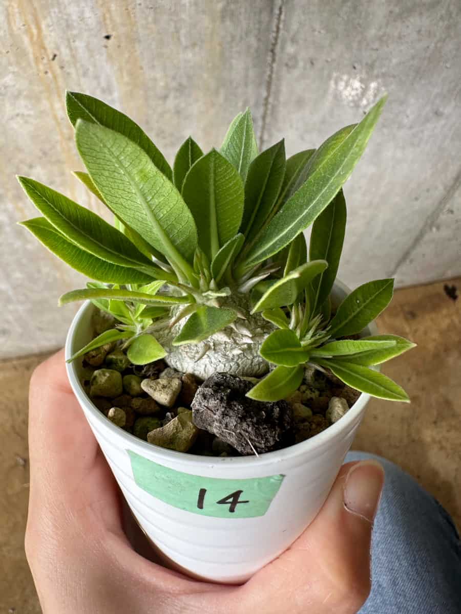 【現品限り】パキポディウム・恵比寿大黒 デンシカウレ【C14】 Pachypodium Densicaule