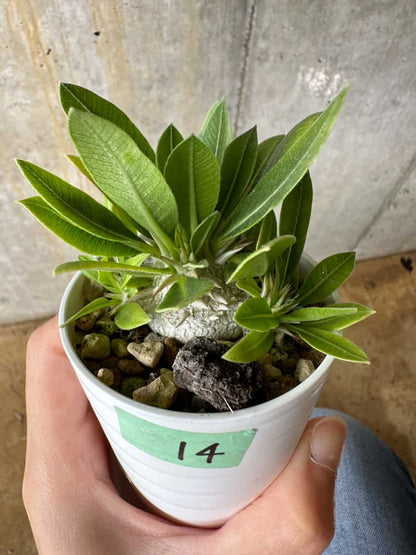 【現品限り】パキポディウム・恵比寿大黒 デンシカウレ【C14】 Pachypodium Densicaule