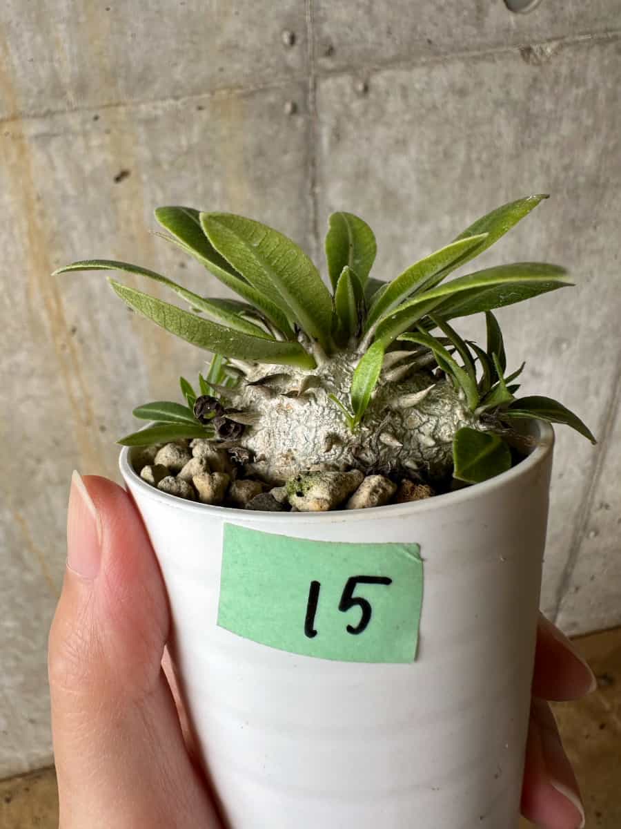 【現品限り】パキポディウム・恵比寿大黒 デンシカウレ【C15】 Pachypodium Densicaule