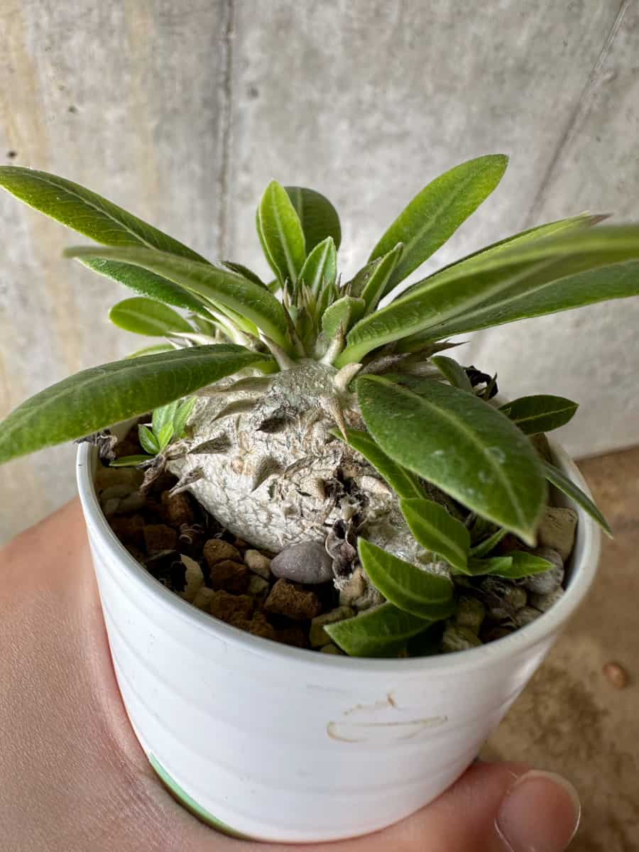 【現品限り】パキポディウム・恵比寿大黒 デンシカウレ【C15】 Pachypodium Densicaule