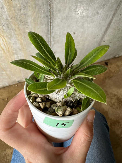 【現品限り】パキポディウム・恵比寿大黒 デンシカウレ【C15】 Pachypodium Densicaule