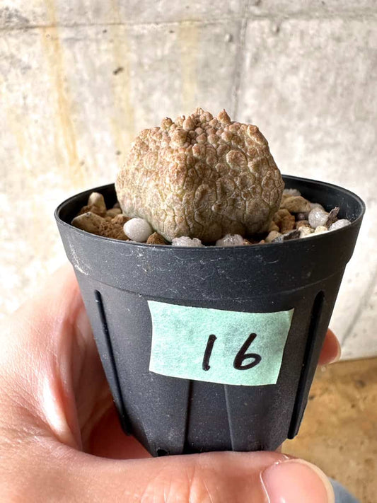 【現品限り】プセウドリトス・クビフォルメ【C16】 Pseudolithos cubiforme