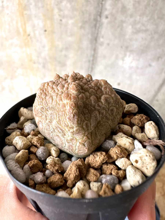 【現品限り】プセウドリトス・クビフォルメ【C16】 Pseudolithos cubiforme