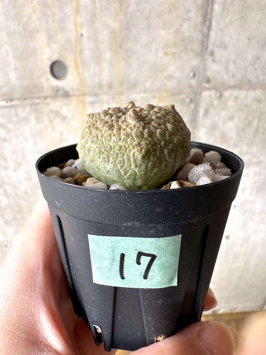 【現品限り】プセウドリトス・クビフォルメ【C17】 Pseudolithos cubiforme