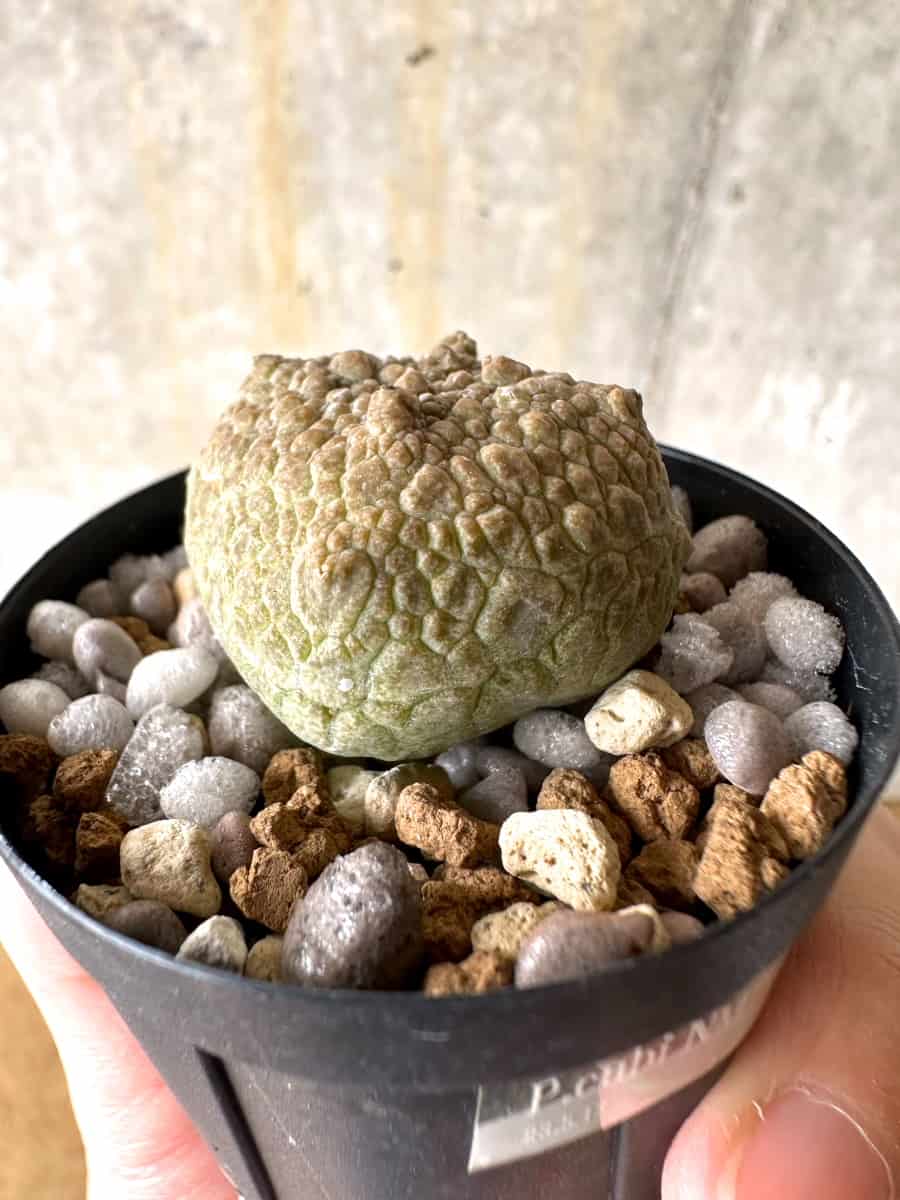現品限り】プセウドリトス・クビフォルメ【C17】 Pseudolithos