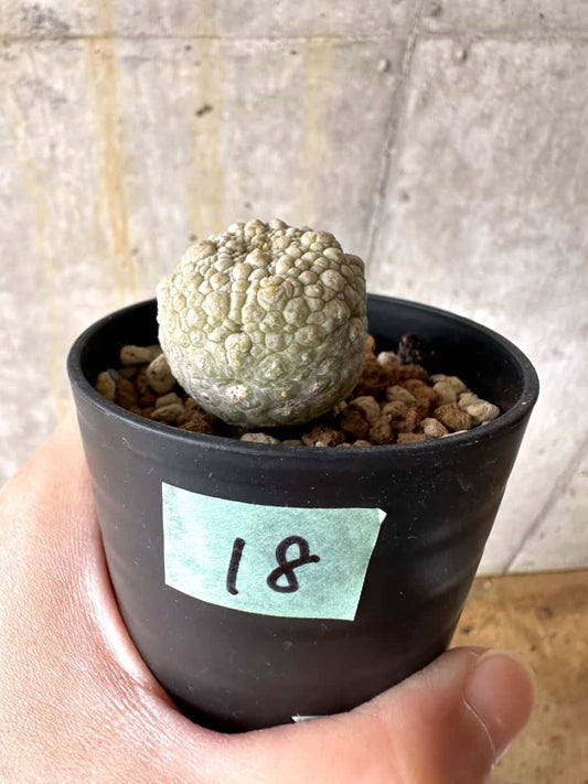 【現品限り】プセウドリトス・ミギウルティヌス【C18】 Pseudolithos migiurtinus