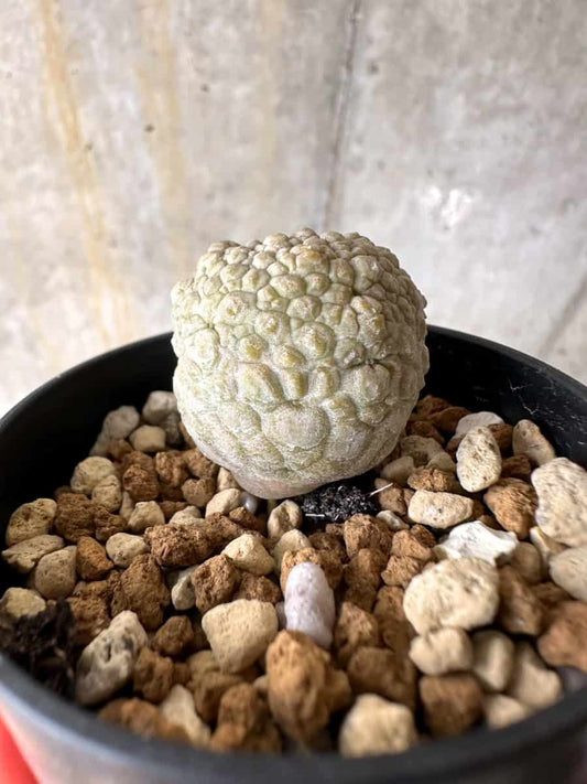 【現品限り】プセウドリトス・ミギウルティヌス【C18】 Pseudolithos migiurtinus