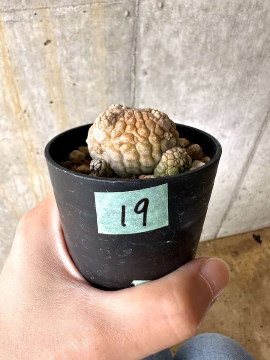 【現品限り】プセウドリトス・ミギウルティヌス【C19】 Pseudolithos migiurtinus