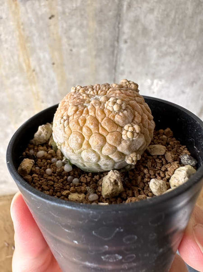【現品限り】プセウドリトス・ミギウルティヌス【C19】 Pseudolithos migiurtinus