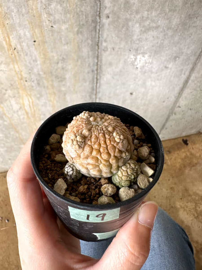 【現品限り】プセウドリトス・ミギウルティヌス【C19】 Pseudolithos migiurtinus