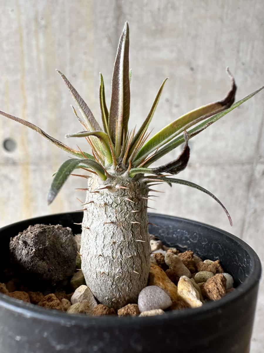 【現品限り】パキポディウム・グラキリス【C1】 Pachypodium gracilius