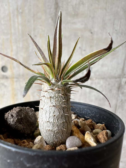 【現品限り】パキポディウム・グラキリス【C1】 Pachypodium gracilius