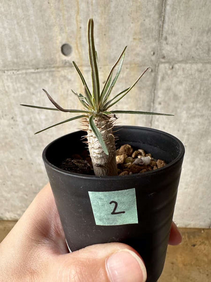 【現品限り】パキポディウム・グラキリス【C2】 Pachypodium gracilius