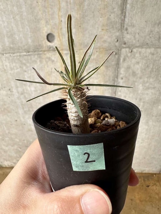 【現品限り】パキポディウム・グラキリス【C2】 Pachypodium gracilius