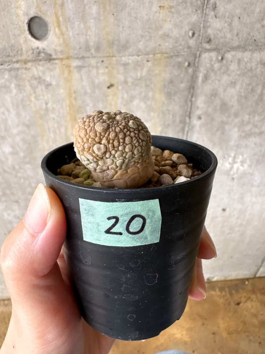 【現品限り】プセウドリトス・ミギウルティヌス【C20】 Pseudolithos migiurtinus