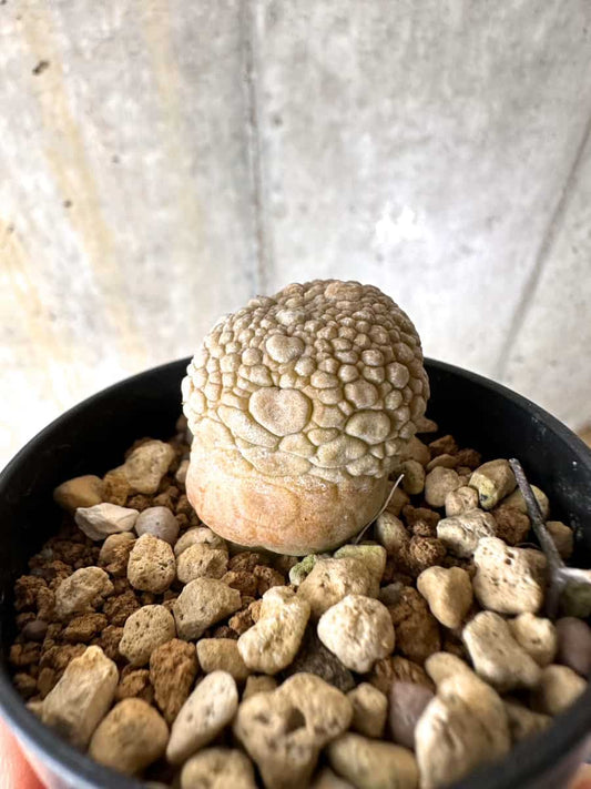 【現品限り】プセウドリトス・ミギウルティヌス【C20】 Pseudolithos migiurtinus