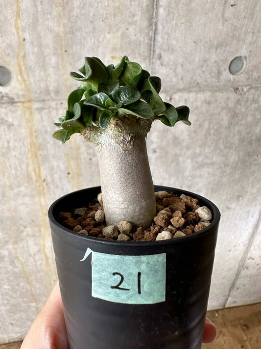 【現品限り】アデニウム・DHA 葉巻【C21】 Adenium DHA