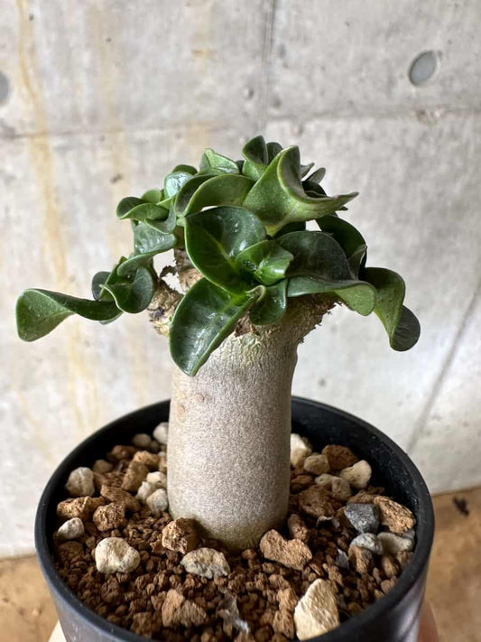 【現品限り】アデニウム・DHA 葉巻【C21】 Adenium DHA
