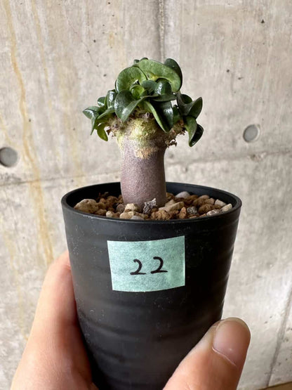 【現品限り】アデニウム・DHA 葉巻【C22】 Adenium DHA