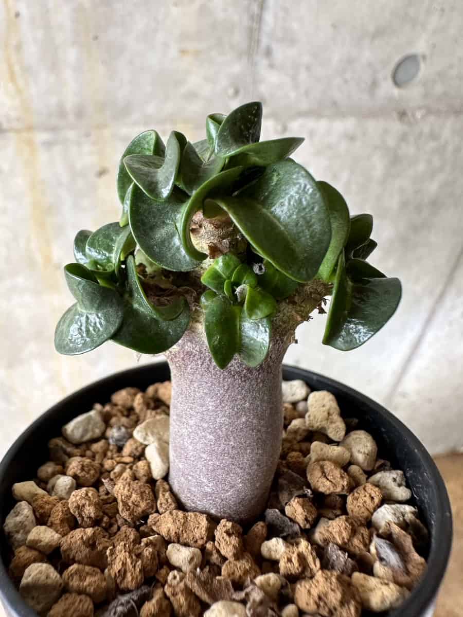 【現品限り】アデニウム・DHA 葉巻【C22】 Adenium DHA
