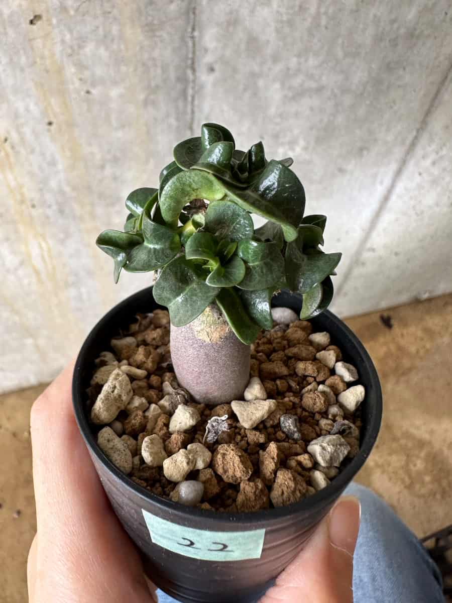 【現品限り】アデニウム・DHA 葉巻【C22】 Adenium DHA
